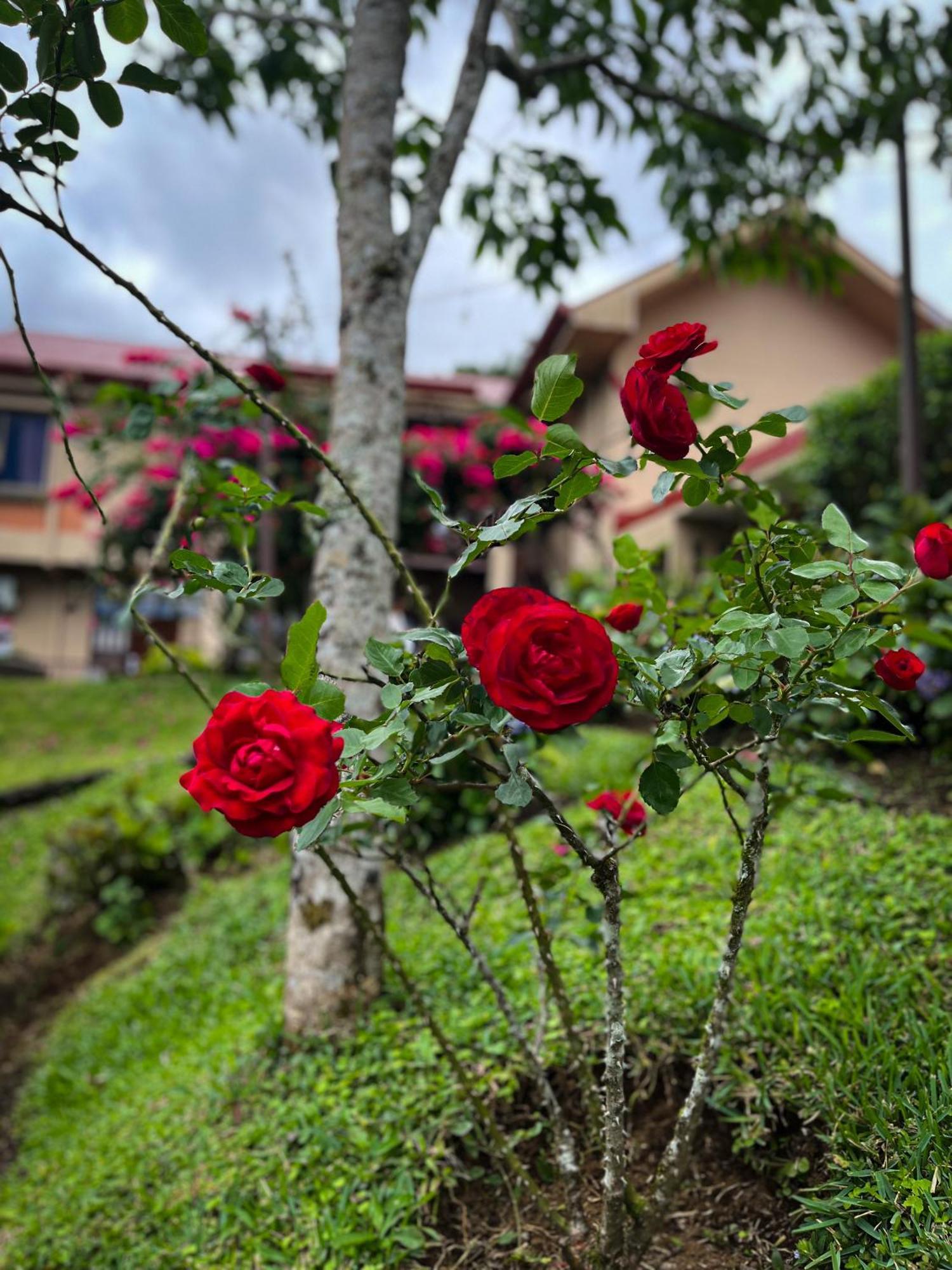 Legacy Boutique Hotel Quesada  ภายนอก รูปภาพ